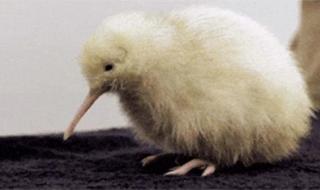 新西兰国宝鸟有几个 新西兰国鸟