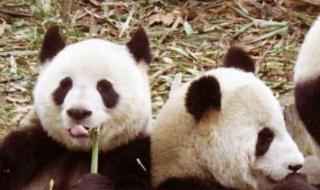 熊猫吃竹子 大熊猫表演吃竹子吐竹子皮